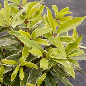 PINK FROST FLORIDA ANISE TREE