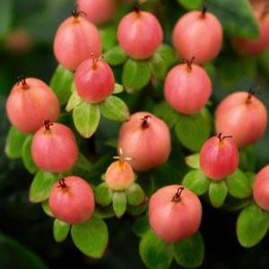 BEAUTY™ ST. JOHN'S WORT
