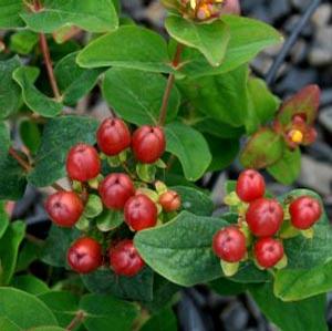 MOCCA ST. JOHN'S WORT
