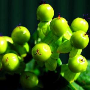 GREEN ST. JOHN'S WORT