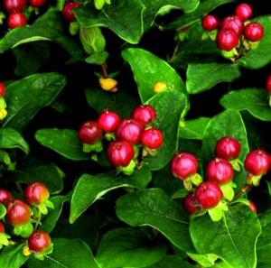 GLORY™ ST. JOHN'S WORT
