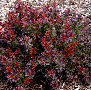 CABERNET® BARBERRY