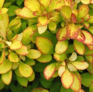 LIMONCELLO™ BARBERRY