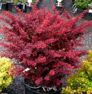 TOSCANA™ BARBERRY