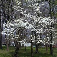 WHITE FLOWERING DOGWOOD