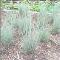 THE BLUES LITTLE BLUESTEM