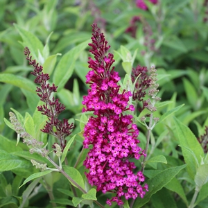 FUNKY FUCHSIA™ BUTTERFLY BUSH