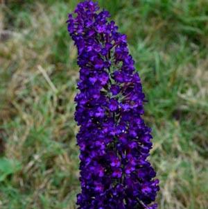 GROOVY GRAPE™ BUTTERFLY BUSH
