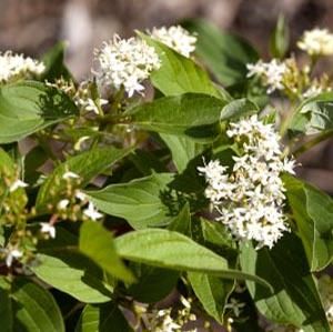 FIREDANCE™ DOGWOOD