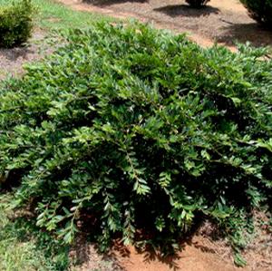 VINTAGE JADE DISTYLIUM