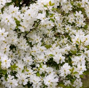 LOTUS MOON™ PEARL BUSH
