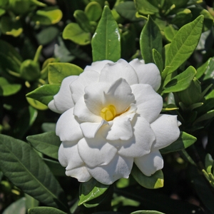 DOUBLE MINT GARDENIA
