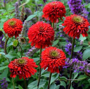 SECRET™ LOVE CONEFLOWER