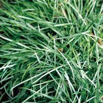 BLUE MOOR GRASS