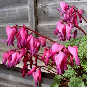 CANDY HEARTS BLEEDING HEART