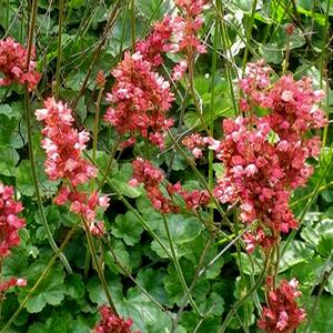 RASPBERRY REGAL CORAL BELLS