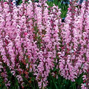 EVELINE MEADOW SAGE