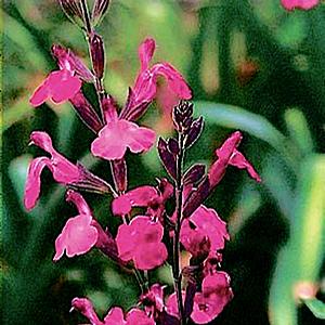 ULTRA VIOLET SAGE