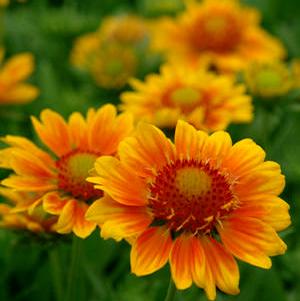 MESA™ PEACH BLANKET FLOWER