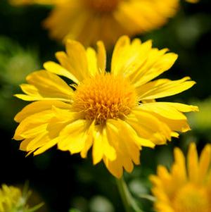 MESA™ YELLOW BLANKET FLOWER