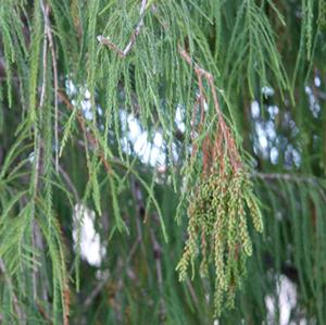 MONTEZUMA BALD CYPRESS