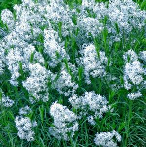 ARKANSAS BLUE STAR