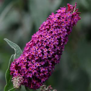 BLAZE PINK BUTTERFLY BUSH