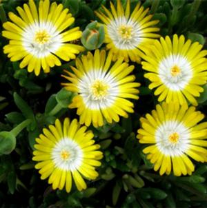 JEWEL OF DESERT PERIDOT ICE PLANT