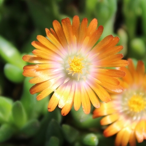 JEWEL OF DESERT TOPAZ ICE PLANT