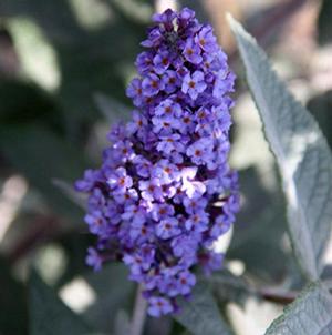 TRUE BLUE BUTTERFLY BUSH