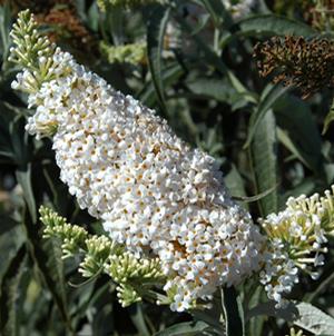 YETI WHITE BUTTERFLY BUSH