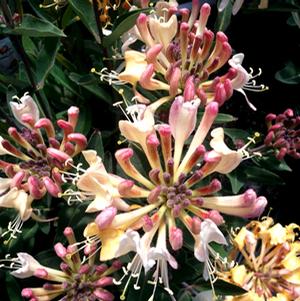 SWEET TEA HONEYSUCKLE