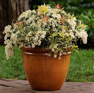 FIRE 'N ICE PIERIS