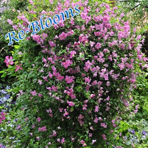PINK MINK® CLEMATIS