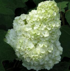 GATSBY MOON® OAKLEAF HYDRANGEA