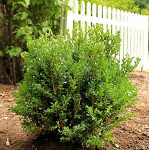 GREEN BEAUTY BOXWOOD