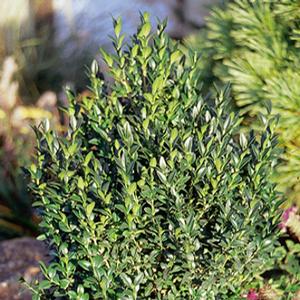 GREEN ICE® BOXWOOD
