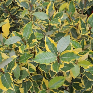 OLIVE MARTINI™ ELAEAGNUS