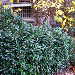 CHESTNUT HILL CHERRY LAUREL