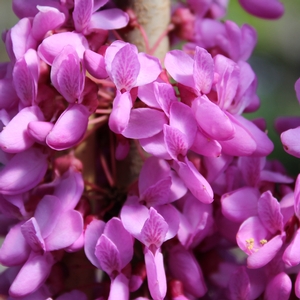 BUBBLEGUM REDBUD