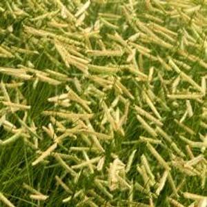 BLONDE AMBITION BLUE GRAMA GRASS
