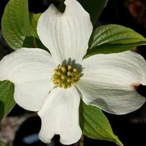 JEAN'S APPALACHIAN SNOW DOGWOOD