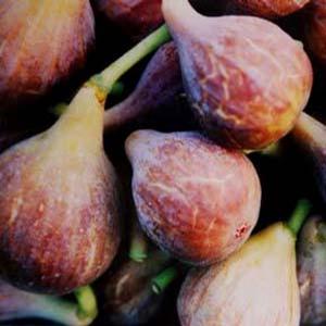 CELESTE FIG