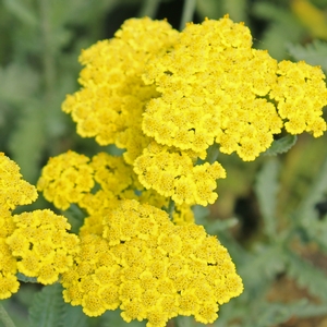 MOONSHINE YARROW