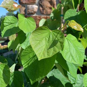 SUMMER'S TOWER™ REDBUD