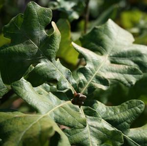 BLACK OAK
