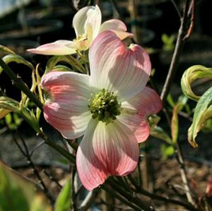 VARIEGATED PINK DOGWOOD
