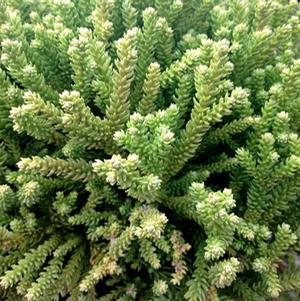 DRAGON PRINCE™ CRYPTOMERIA