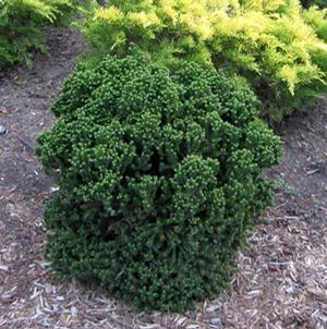 DRAGON WARRIOR™ CRYPTOMERIA