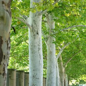 ROCKFORD ROAD™ PLANETREE